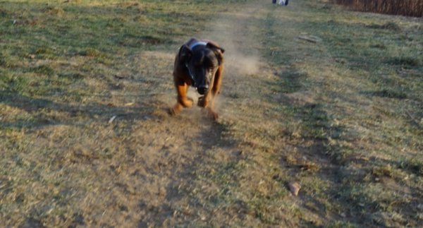 Candy im Tiefflug!! Auch heute rennt sie immer noch sehr gerne ich denke manchmal 'gleich hebt sie ab!'.