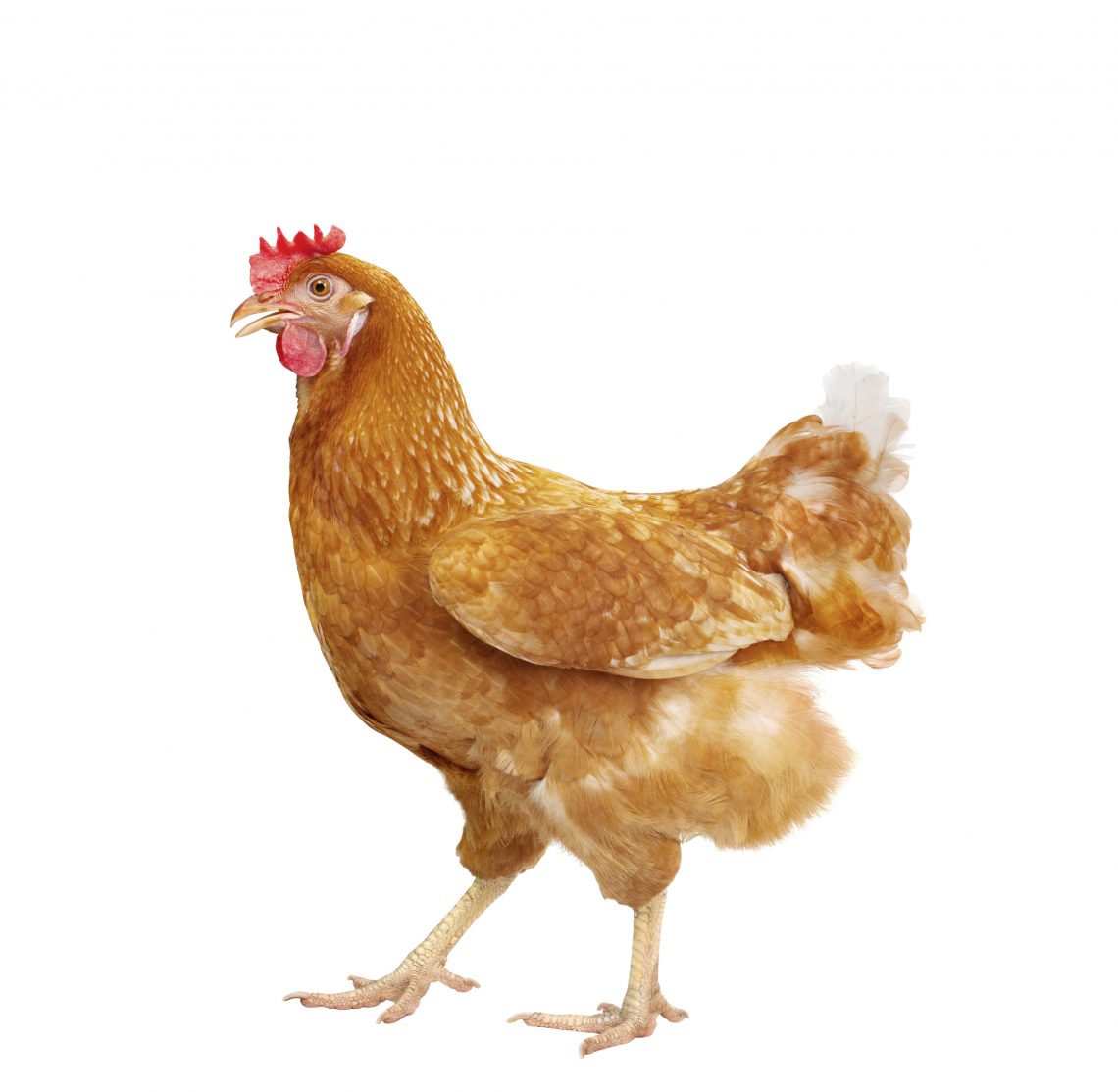 full body of brown chicken hen standing isolated white background use for farm animals and livestock theme