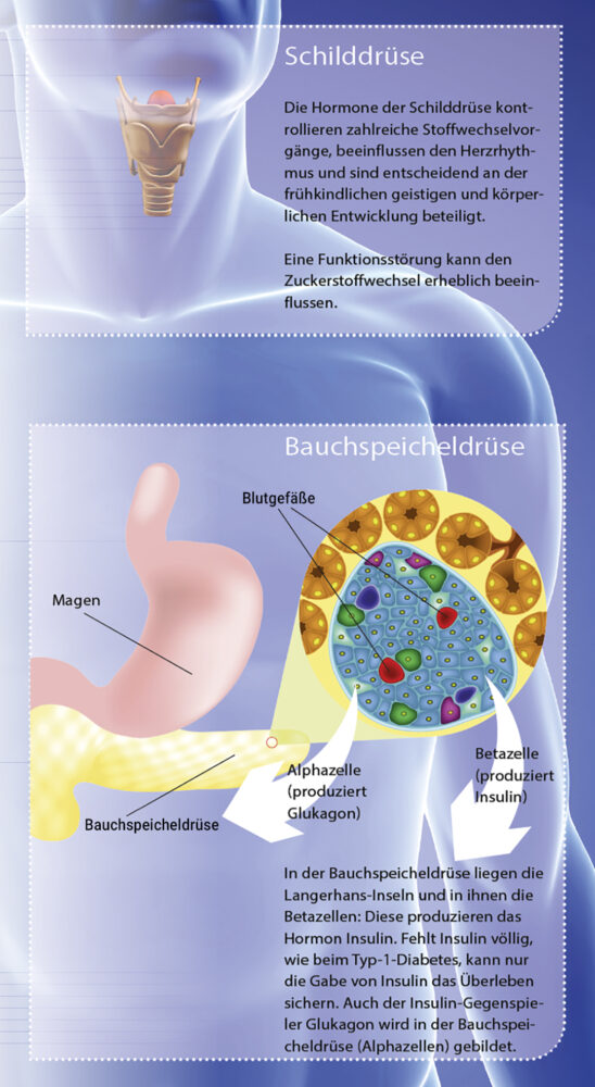 Insulin – und seine vielen Gegenspieler | Schilddrüse und Bauchspeicheldrüse | Foto: MedTriX / Sebastian Kaulitzki - stock.adobe.com