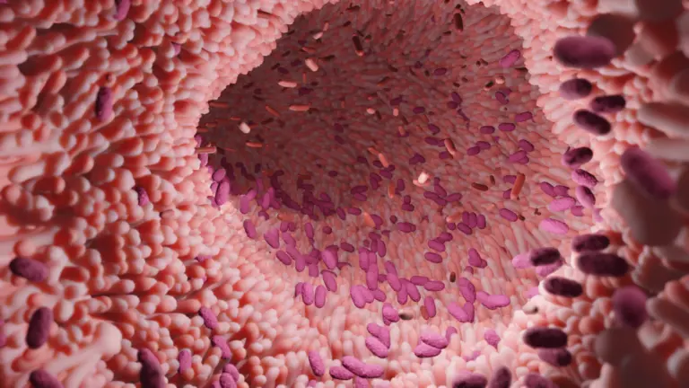 Verändertes Darmmikrobiom: Positive Wirkung kalorienarmer Ernährung auf das Immunsystem | Foto: CMFI / Leon Kokkoliadis