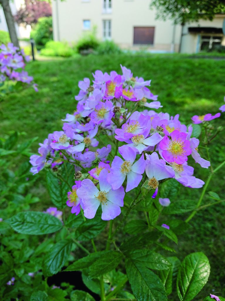 Der Diabetes-Garten im DGD-Krankenhaus Sachsenhausen in Frankfurt am Main.