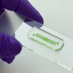 Neues Organ-on-Chip-Verfahren bietet neue Optionen für die Diabetes-Forschung