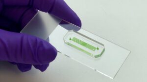 Neues Organ-on-Chip-Verfahren bietet neue Optionen für die Diabetes-Forschung