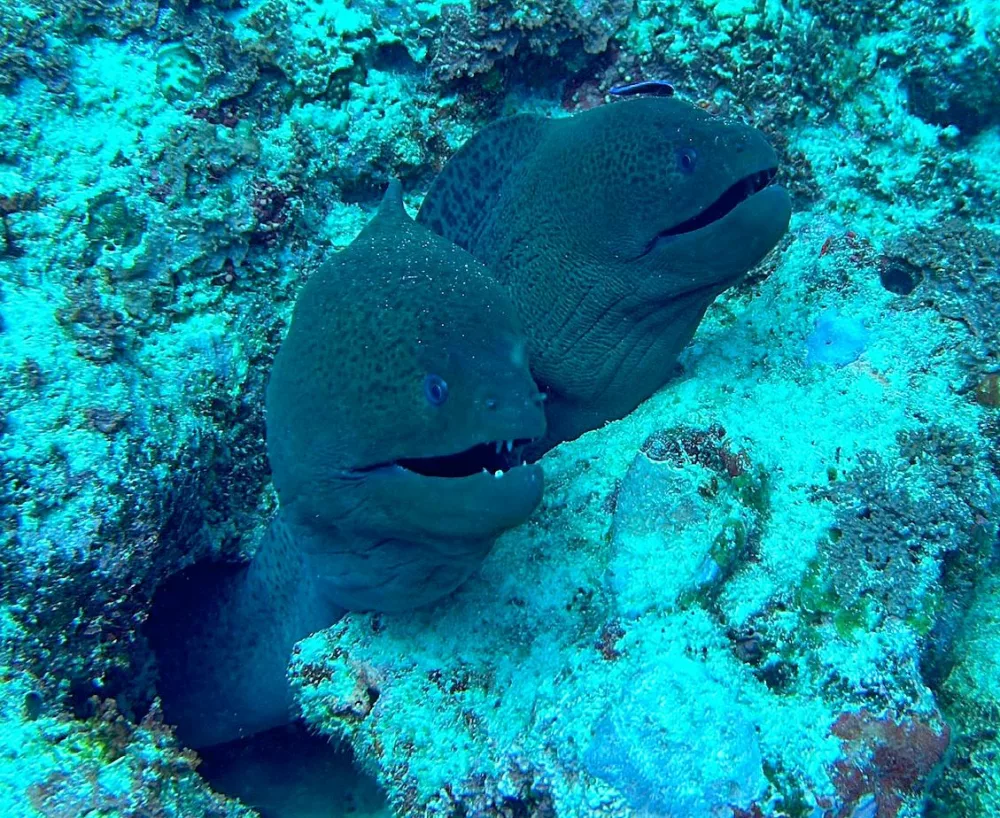 Tauchurlaub mit Diabetes: ins Paradies mit zwei Partnern | Unter Wasser