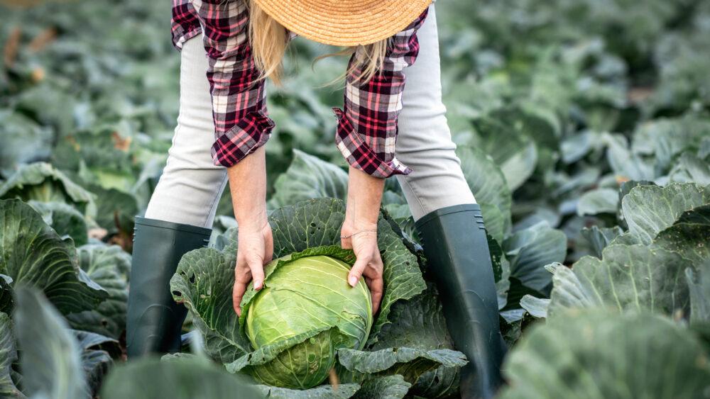 Kohl- und Salat-Saison: Herbstgemüse | Foto: encierro – stock.adobe.com