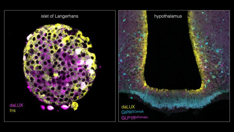 Mit fluoreszierenden Markern auf Spurensuche: So wirken neue Medikamente gegen Diabetes und Adipositas | Foto: Leibniz-Forschungsinstitut für Molekulare Pharmakologie (FMP)