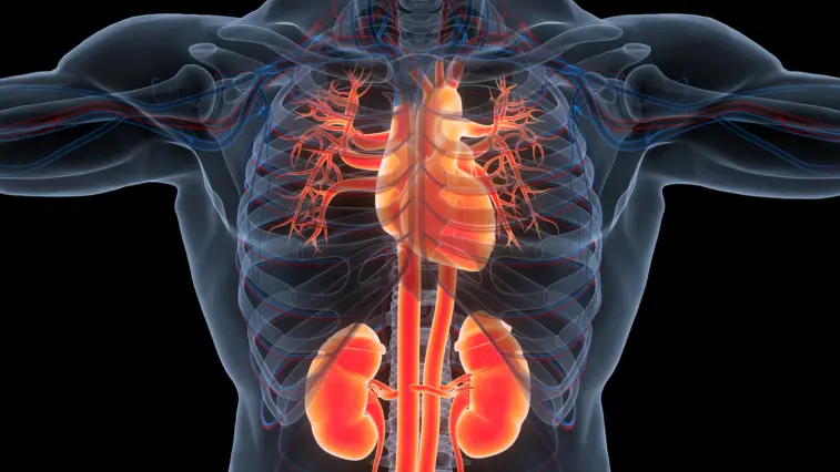 Diabetes-Folgen trotz guter Werte: Entzündungsreaktion könnte Ursache für Schäden an Herz und Nieren sein | Foto: magicmine – stock.adobe.com