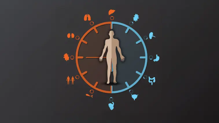 Illustration einer menschlichen Silhouette in der Mitte einer zweigeteilten Uhr: Orange und Blau markieren unterschiedliche Tagesphasen, umgeben von Symbolen verschiedener Organe.