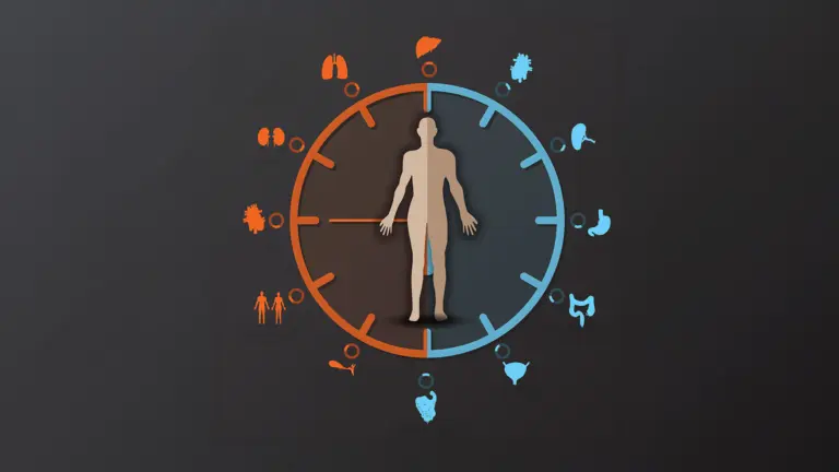 Illustration einer menschlichen Silhouette in der Mitte einer zweigeteilten Uhr: Orange und Blau markieren unterschiedliche Tagesphasen, umgeben von Symbolen verschiedener Organe.