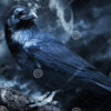 Profilbild von darktear