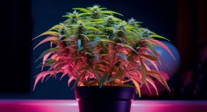 Cannabis-Legalisierung und Diabetes: Psychologisches und Psychosoziales | Foto: Poter – stock.adobe.com