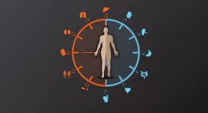 Illustration einer menschlichen Silhouette in der Mitte einer zweigeteilten Uhr: Orange und Blau markieren unterschiedliche Tagesphasen, umgeben von Symbolen verschiedener Organe.